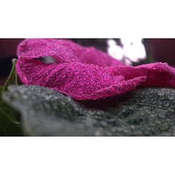 Close-up of pink flower