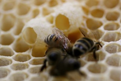 Close-up of bee on leaf