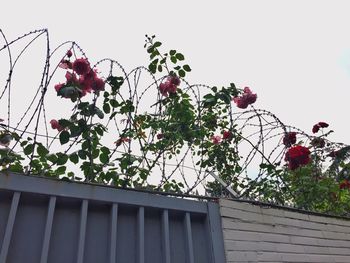 Low angle view of flowers growing on tree