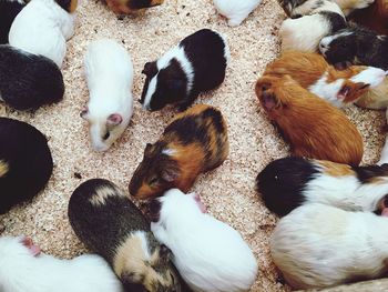 High angle view of pigeons on floor