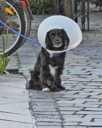 Portrait of dog on footpath by street in city