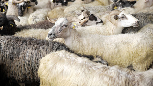 Sheep in a farm