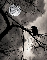 Low angle view of silhouette bird perching on bare tree against sky