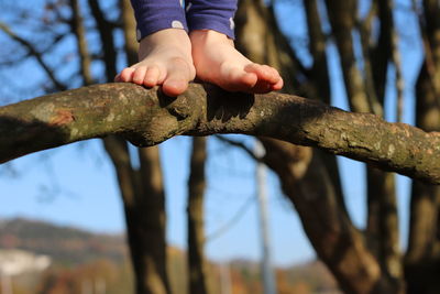 Close-up of hands holding tree