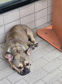 High angle view of dog on floor