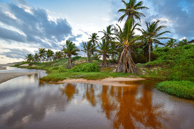 Scenic view of palm trees against sky