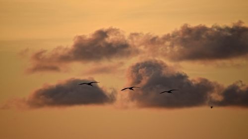 Silhouette of birds flying in sky