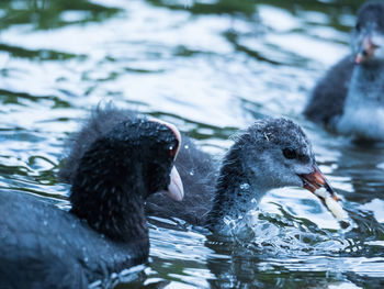 Black swan swimming in lake