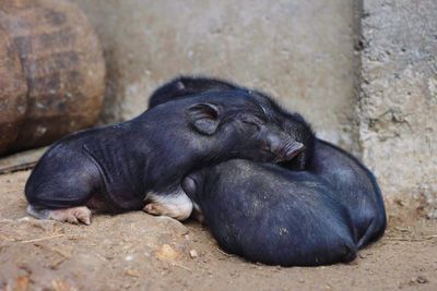 Close-up of pigs