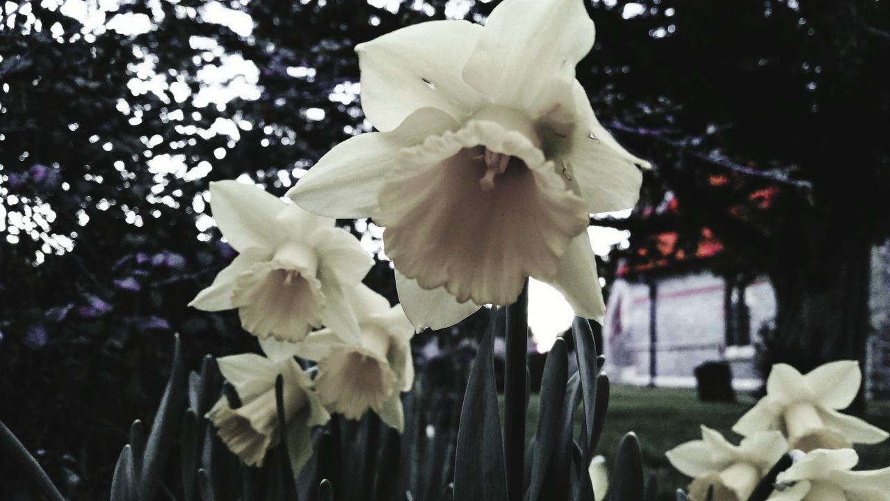 flower, petal, white color, fragility, focus on foreground, growth, freshness, flower head, close-up, blooming, nature, beauty in nature, plant, tree, park - man made space, in bloom, outdoors, day, leaf, no people