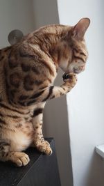 Close-up of kitten sitting at home