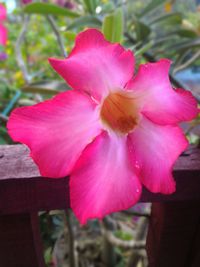 Close-up of pink flower blooming