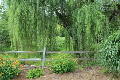 Plants and trees in forest