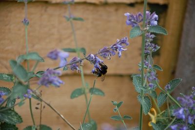 Close-up of insect on purple flowering plant