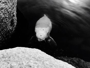 Close-up of fish swimming in sea