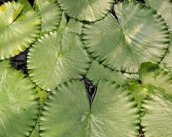 Full frame shot of plants