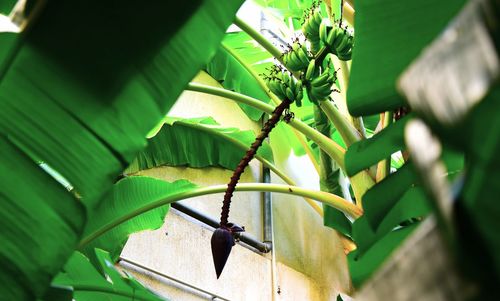 Close-up of green leaves on plant