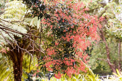 Close-up of red flowering plant