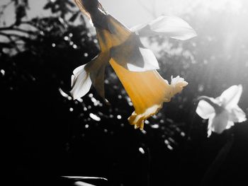 Close-up of white flower
