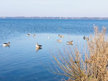 Birds swimming in lake against sky