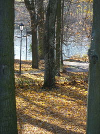 Trees in forest during autumn