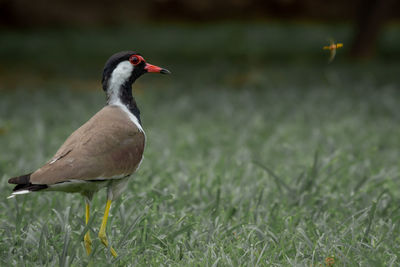 Red wattled lapwing focuses on a hoverfly.