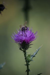 Close-up of bee pollinating on flower