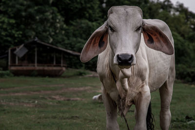 Portrait of a horse on field