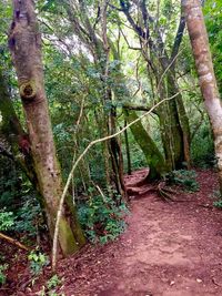 Trees in forest