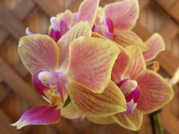 Close-up of flowers blooming outdoors