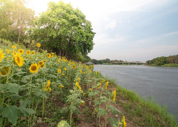 Yellow flowering plants by river against sky