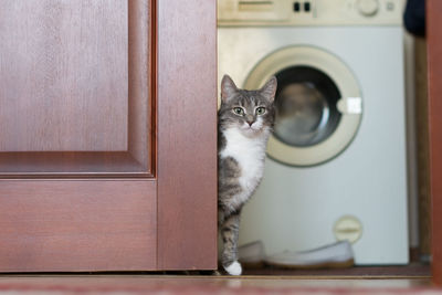 Portrait of cat sitting by door against washing machine