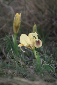Close-up of flower growing in field