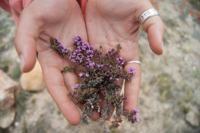 Close-up of hand holding purple flowers