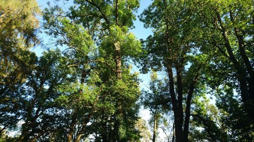 Low angle view of trees