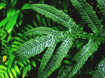 Close-up of leaves