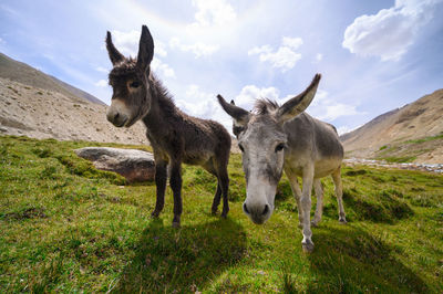 Donkeys on grassland against sky