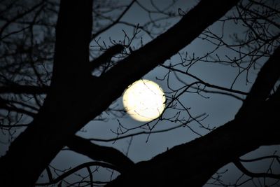 Low angle view of silhouette bare tree against sky at sunset