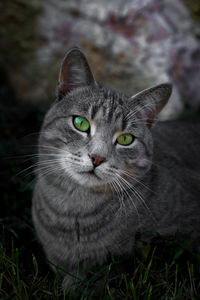 Close-up portrait of a cat