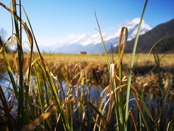 Close-up of stalks in field against sky