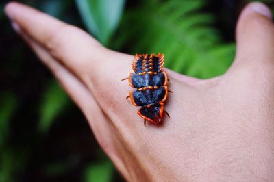 Close-up of insect on finger