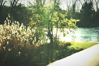 Reflection of trees in water