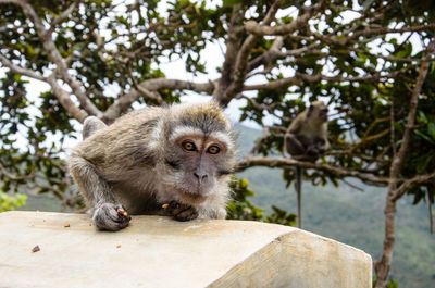 Portrait of monkey on built structure