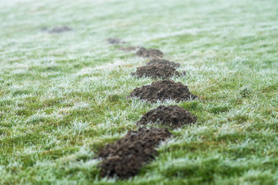 Close-up of lizard on field