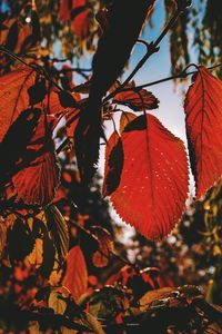 Close-up of autumnal leaves on tree