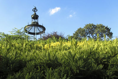 Low angle view of plants on field against sky