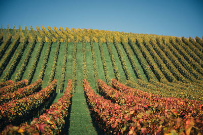 Scenic view of colourful vineyard against sky