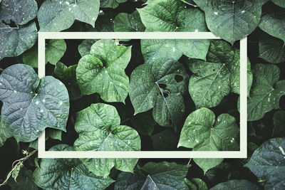 Full frame shot of leaves in water