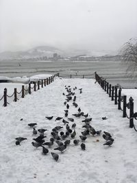 Flock of birds on snow covered land