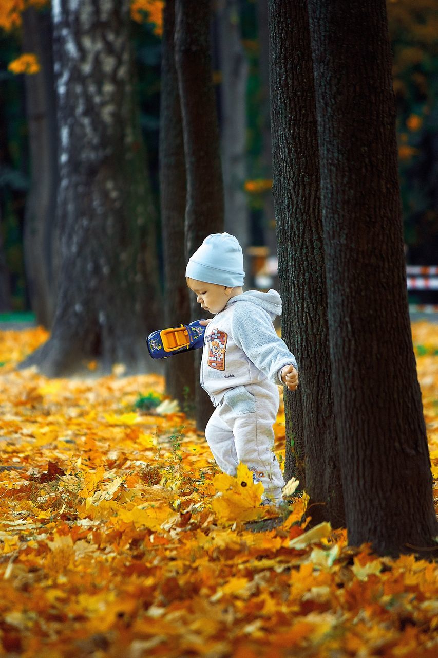 tree trunk, tree, season, selective focus, leaves, footpath, the way forward, day, outdoors, focus on foreground